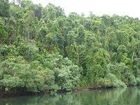 Daintree River 03